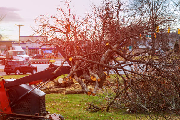 South San Gabriel, CA Tree Care Company