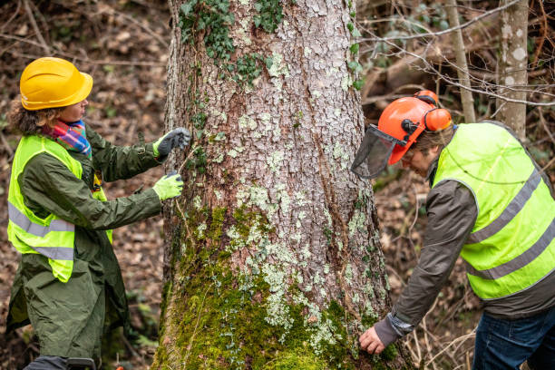 How Our Tree Care Process Works  in  South San Gabriel, CA