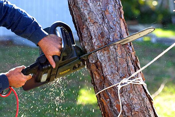 Best Firewood Processing and Delivery  in South San Gabriel, CA