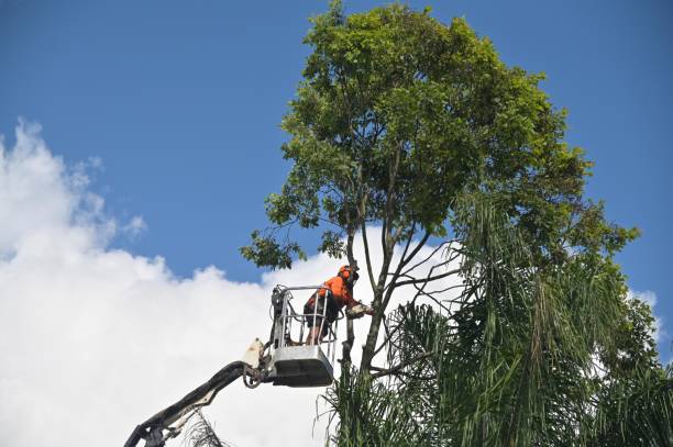 Best Utility Line Clearance  in South San Gabriel, CA