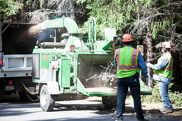 Best Pest Control for Lawns  in South San Gabriel, CA