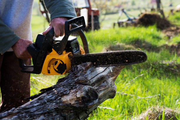 Best Hazardous Tree Removal  in South San Gabriel, CA